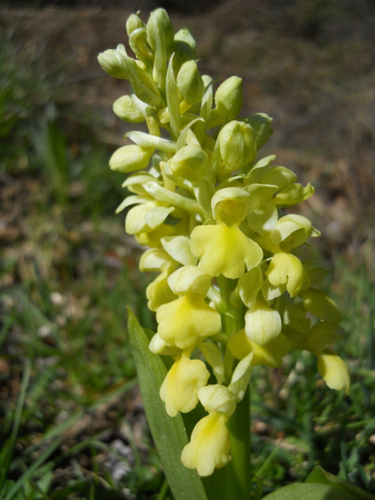 da identificare: Orchis pallens